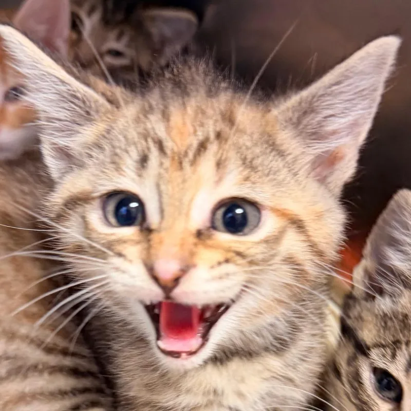A baby medium-sized female Domestic Short Hair cat named Litha for adoption in Corydon, IN