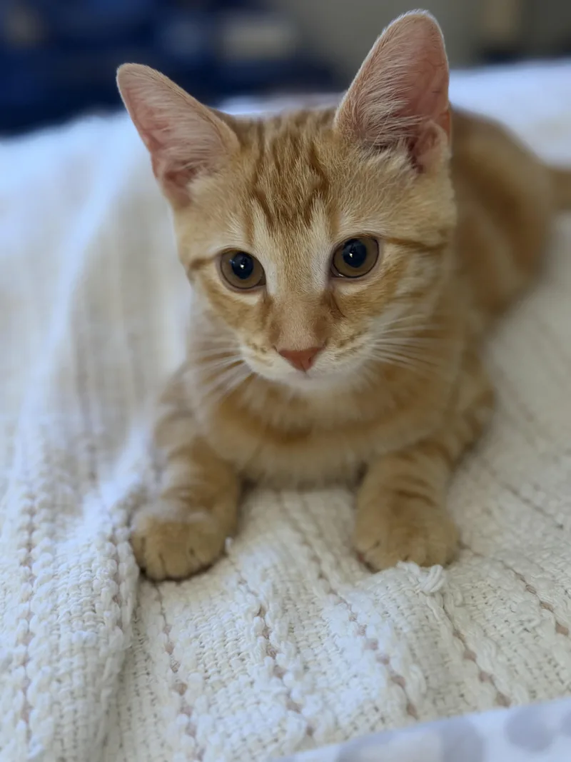 A baby medium-sized male Orange & White Domestic Short Hair cat named Colby for adoption in Copley, OH