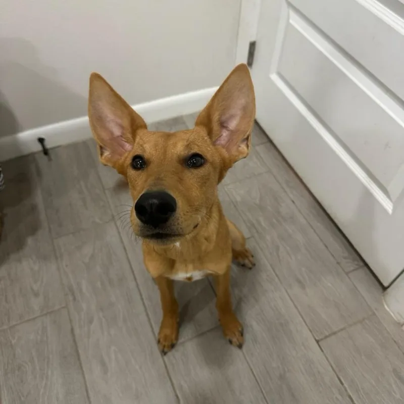 A baby medium-sized female German Shepherd Dog dog named Fiona for adoption in Gainesville, VA