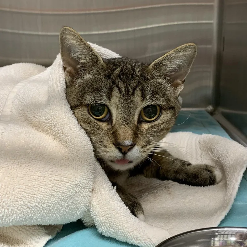 An adult medium-sized female Brown / Chocolate Domestic Short Hair cat named Penelope for adoption in Morganton, NC