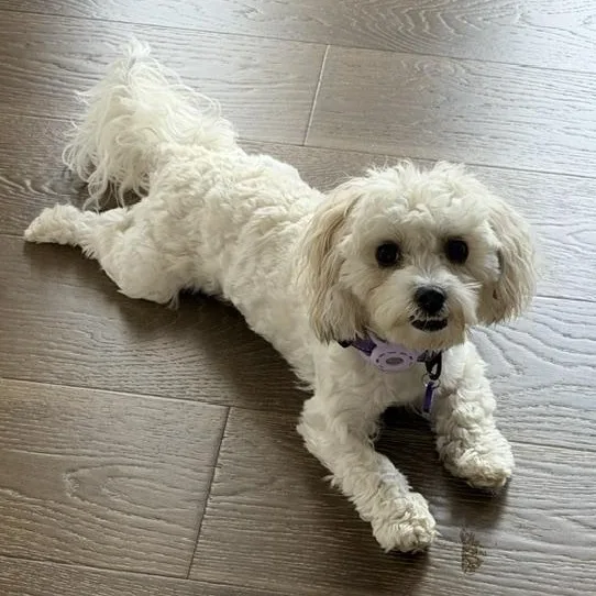 A young small-sized female White / Cream Yorkie Poo dog named Ellie for adoption in Albany, NY