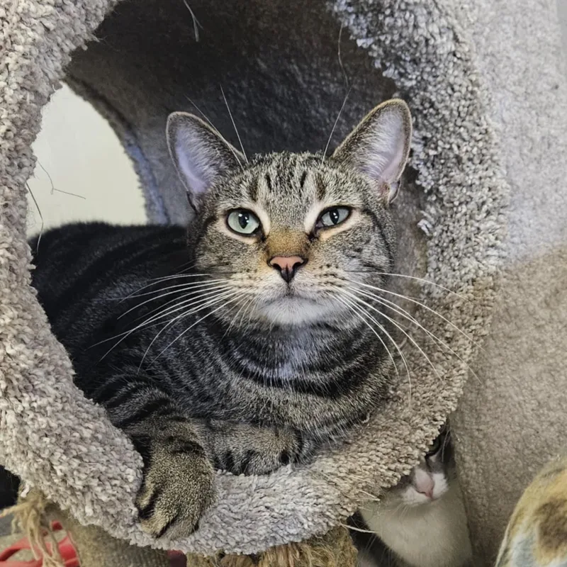 An adult medium-sized male Domestic Short Hair cat named Willie for adoption in Wapakoneta, OH