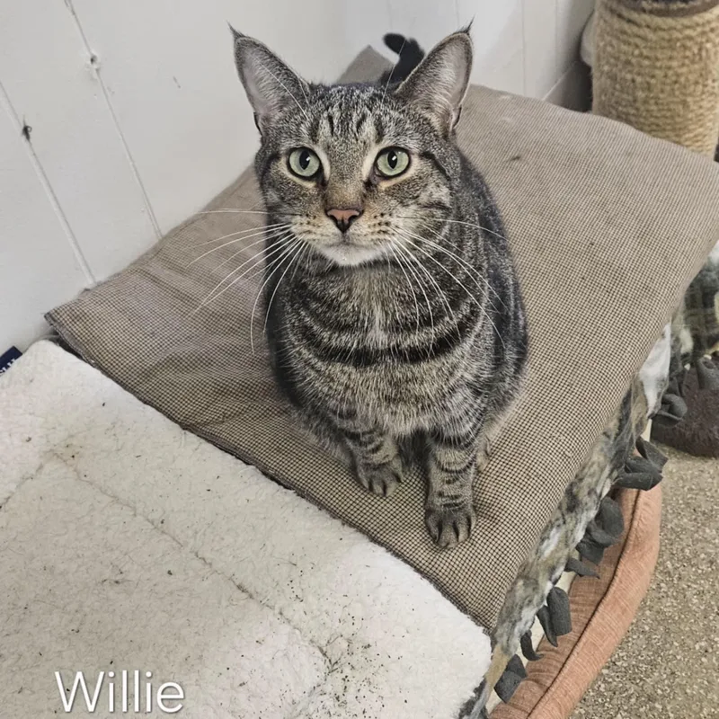 Willie thumbnail 4