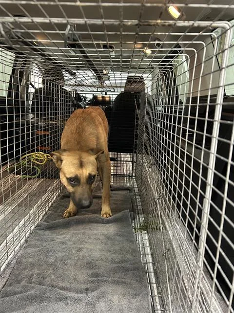 An adult large-sized male Black Mouth Cur dog named Phaser for adoption in Indianapolis, IN