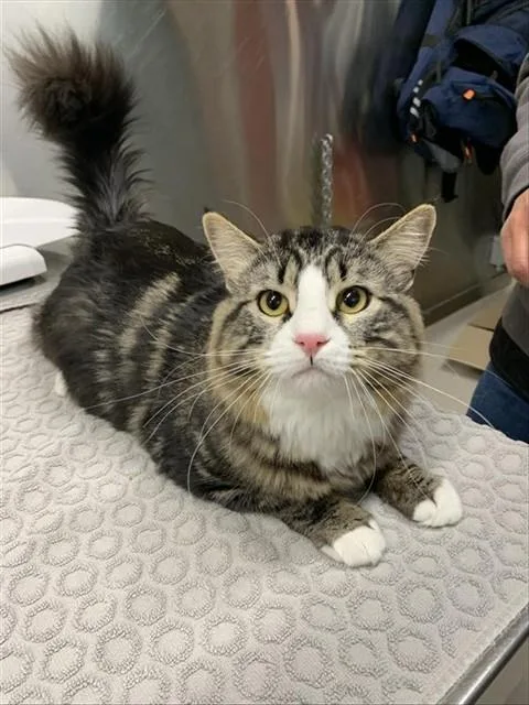 A young medium-sized male Domestic Medium Hair cat named Chunky Monkey for adoption in Fairbanks, AK