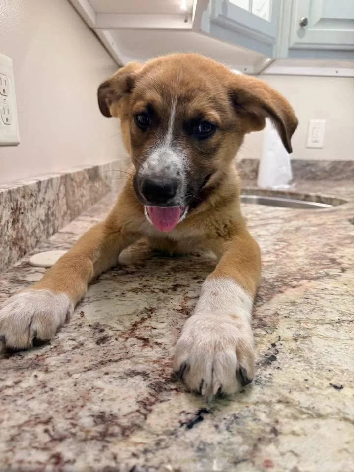 A young medium-sized male German Shepherd Dog dog named Flash for adoption in Guntersville, AL