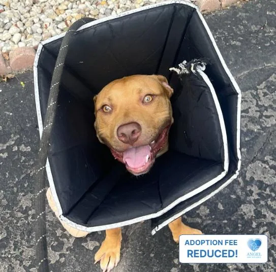 A baby medium-sized male Bicolor Pit Bull Terrier dog named Zeus for adoption in Naperville, IL