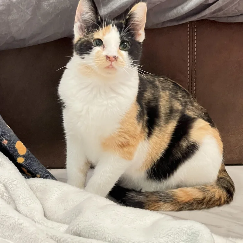 A young small-sized female Orange & White Domestic Short Hair cat named Princess for adoption in Mesa, AZ