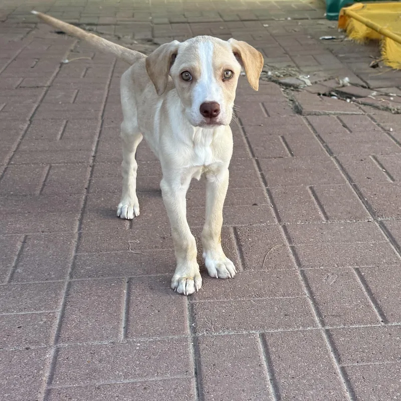A baby medium-sized male Yellow / Tan / Blond / Fawn Yellow Labrador Retriever dog named Jeremy for adoption in Spring, TX
