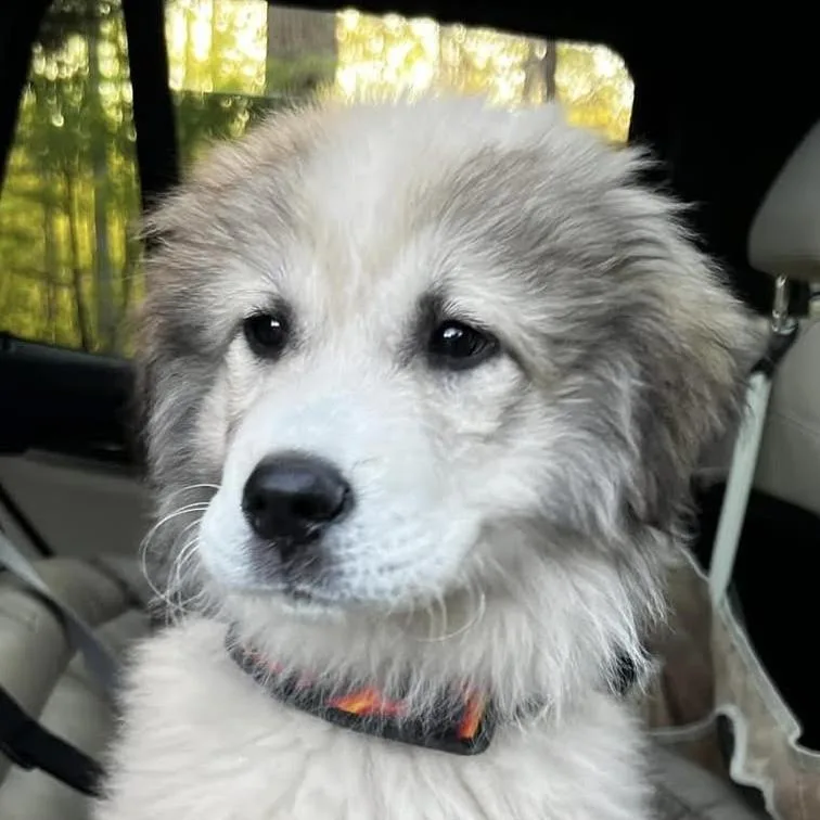A baby large-sized male Great Pyrenees dog named Luce for adoption in Cumming, GA