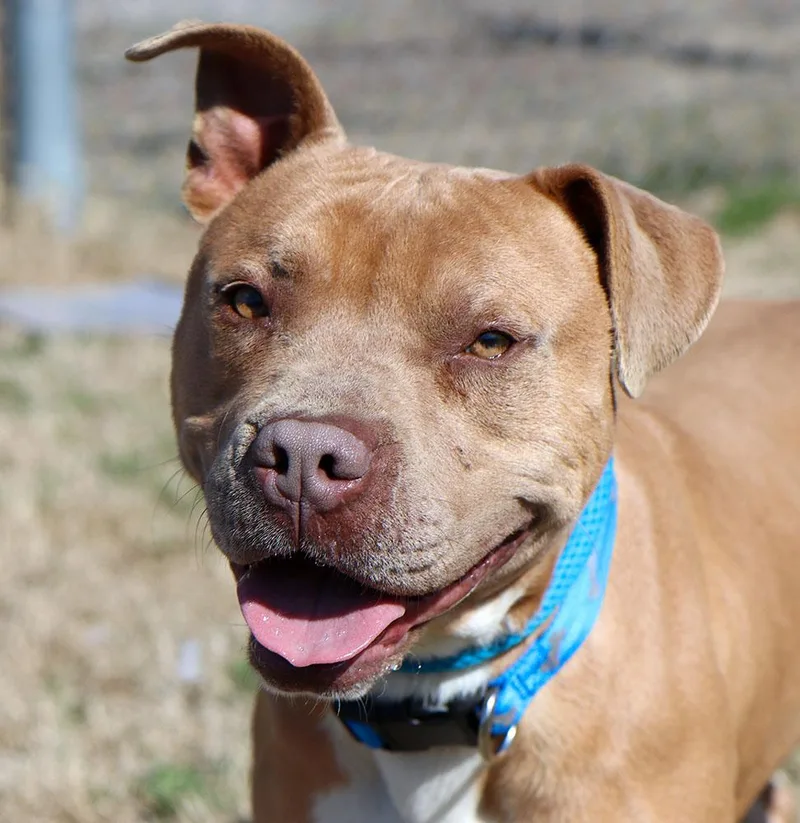 Bribbles thumbnail 2