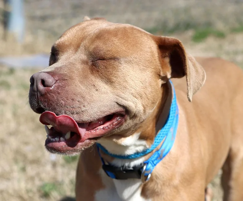 Bribbles thumbnail 4