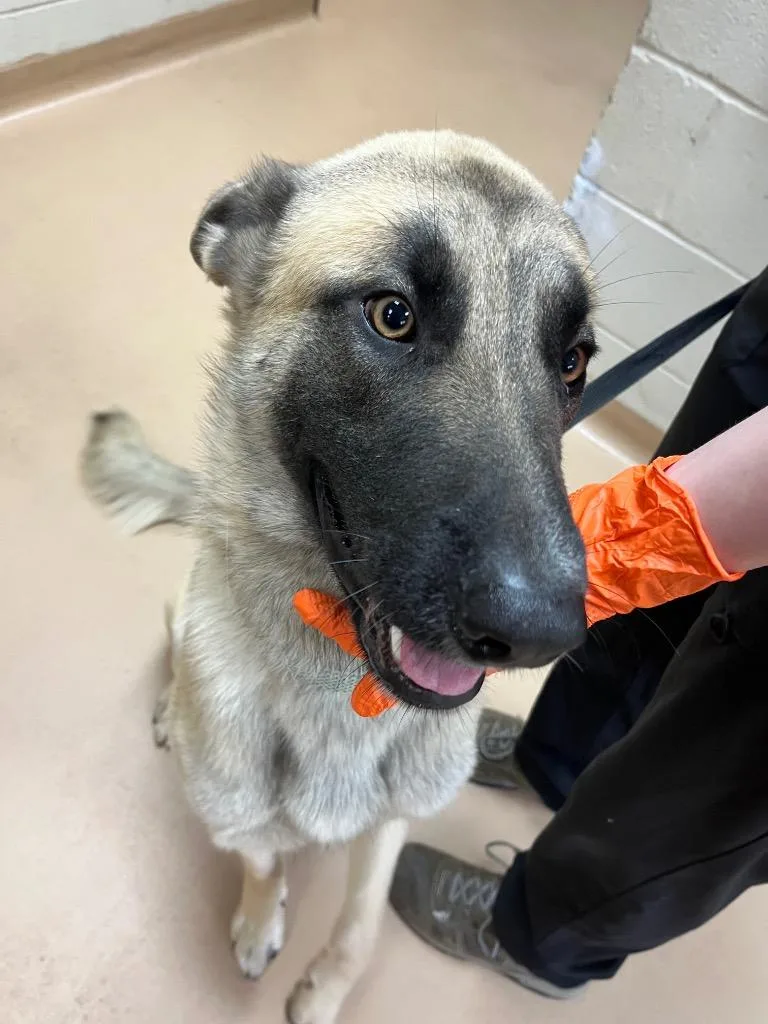 A young large-sized male German Shepherd Dog dog named Reece for adoption in Nacogdoches, TX