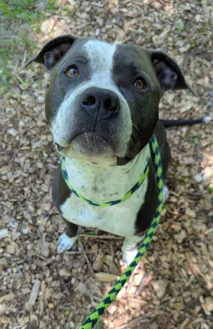 An adult large-sized male Pit Bull Terrier dog named Ozzy Pawsbourne for adoption in Independence, MO