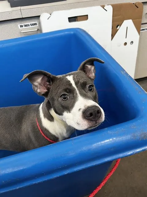 A young large-sized female Mixed Breed dog named Alexia for adoption in Dallas, TX