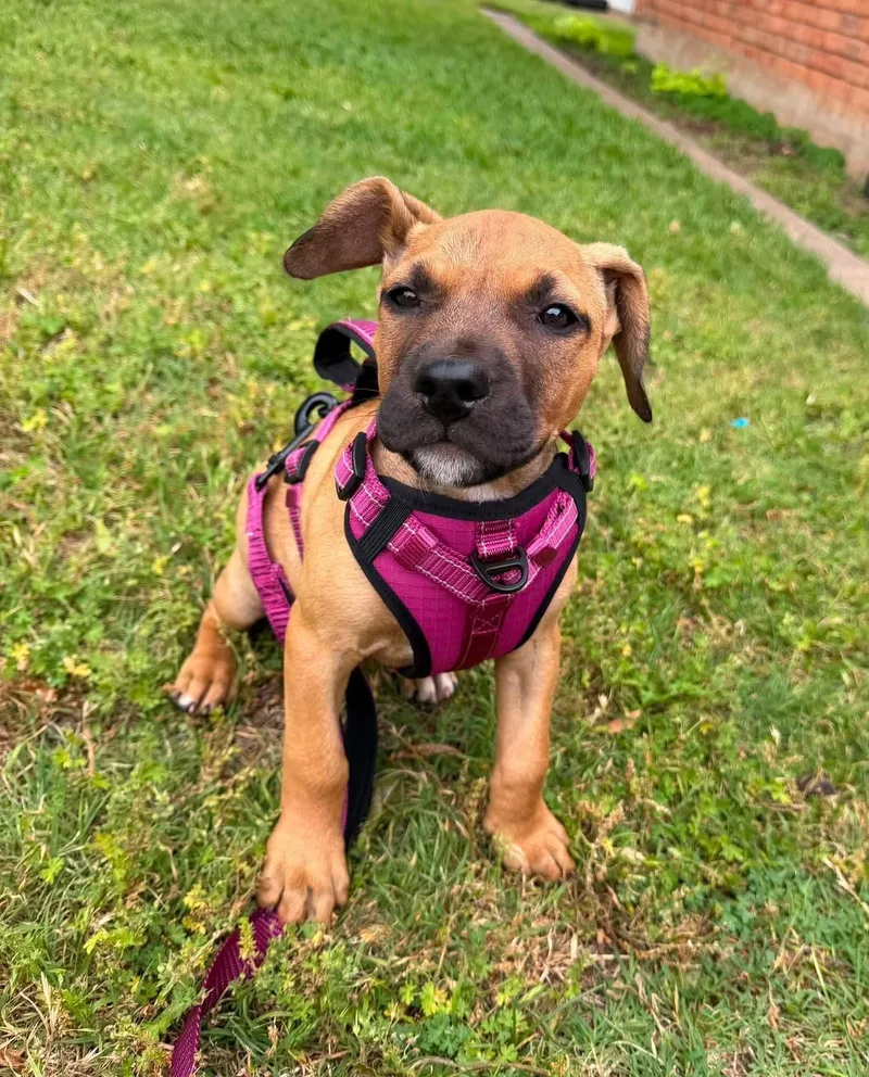 A baby large-sized female Red / Chestnut / Orange Mastiff dog named River for adoption in Wichita Falls, TX