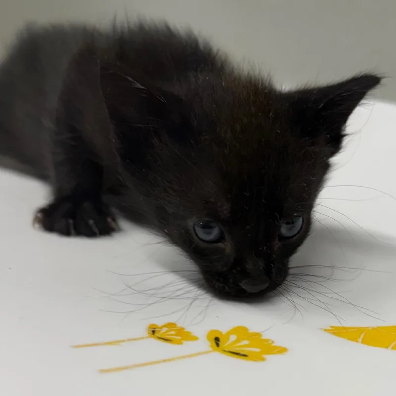 A baby small-sized female Black Domestic Short Hair cat named Bristol for adoption in Tampa, FL