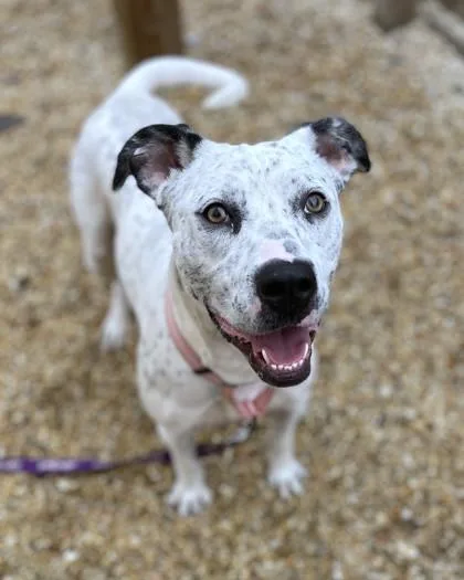 An adult large-sized female Mixed Breed dog named Bunnie for adoption in Washington, DC