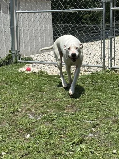 An adult large-sized male Mixed Breed dog named Sampson for adoption in Spruce Pine, NC