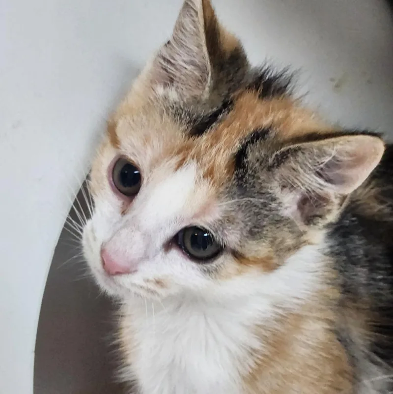 A baby small-sized female Domestic Short Hair cat named Kayla for adoption in Walnutport, PA