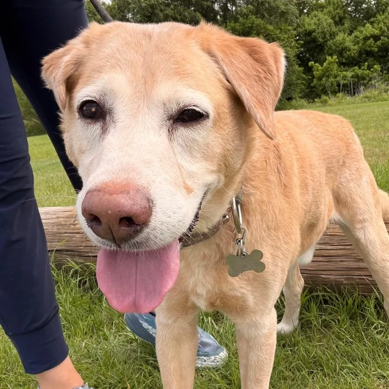 A senior medium-sized male Yellow / Tan / Blond / Fawn Yellow Labrador Retriever dog named Brody for adoption in Duncan, OK