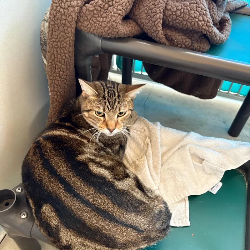 An adult large-sized male Brown / Chocolate Domestic Short Hair cat named Malcolm for adoption in Santa Barbara, CA