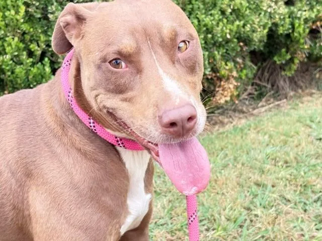 A young large-sized female Catahoula Leopard Dog dog named Princess for adoption in Tulsa, OK