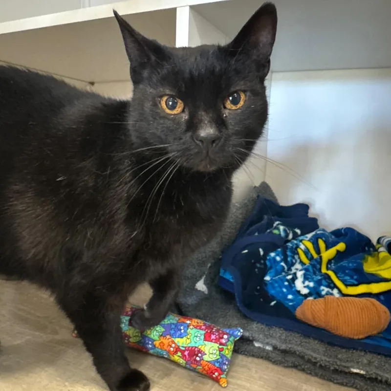 A senior large-sized female Black Domestic Short Hair cat named Siggy for adoption in Port Angeles, WA