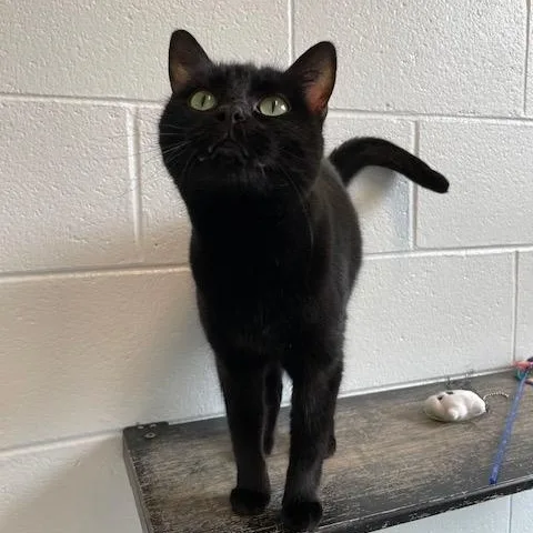 An adult medium-sized female Black Domestic Short Hair cat named Juliet for adoption in Stafford, VA