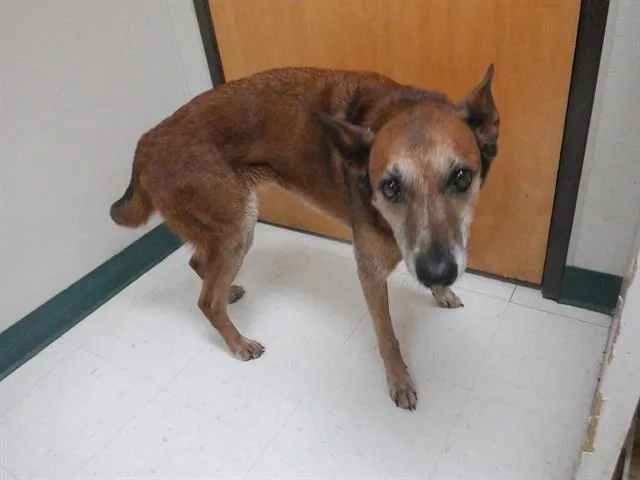 A senior medium-sized female Australian Cattle Dog / Blue Heeler dog named Muffin for adoption in Oroville, CA