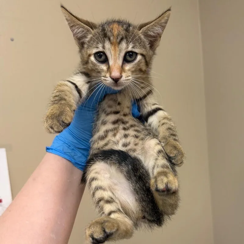 A baby small-sized female Torbie Domestic Short Hair cat named Ghost for adoption in Birmingham, AL
