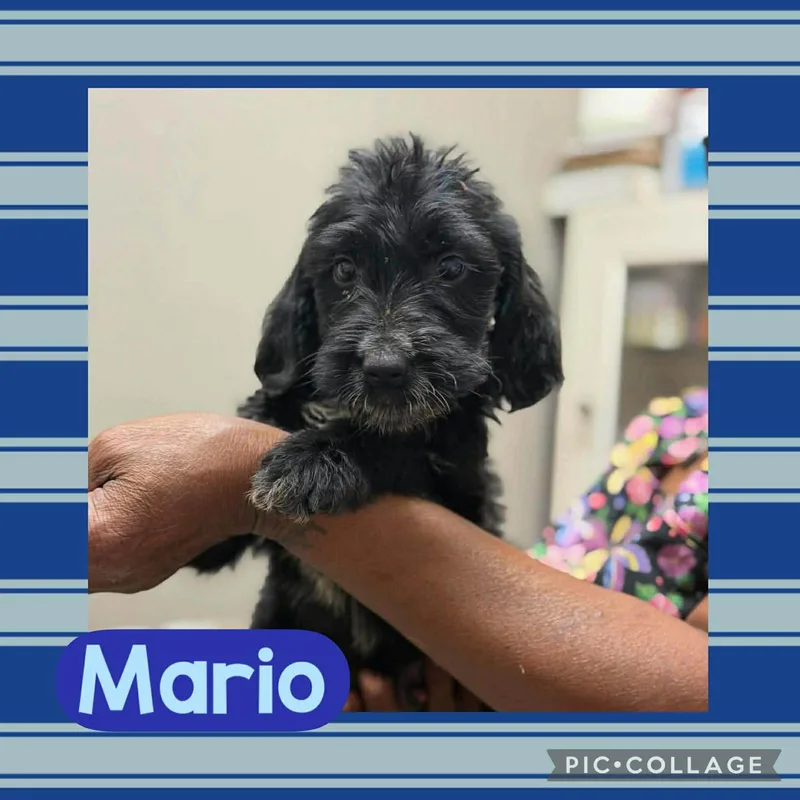A baby small-sized male Black Dachshund dog named Mario for adoption in Ringwood, NJ
