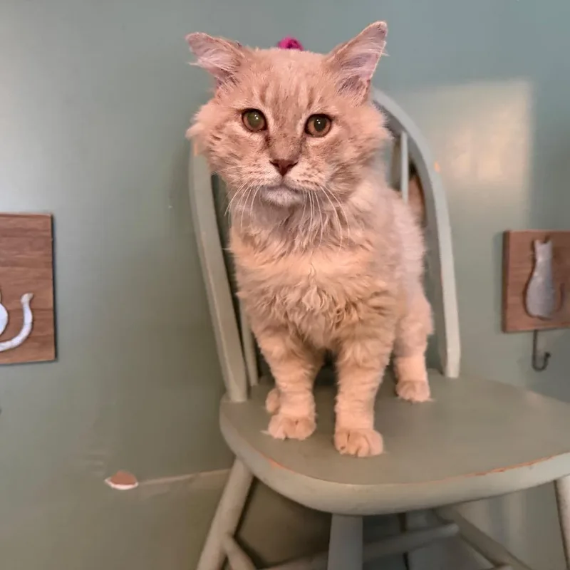 A baby small-sized male American Shorthair cat named Fake cat for adoption in Sequatchie, TN