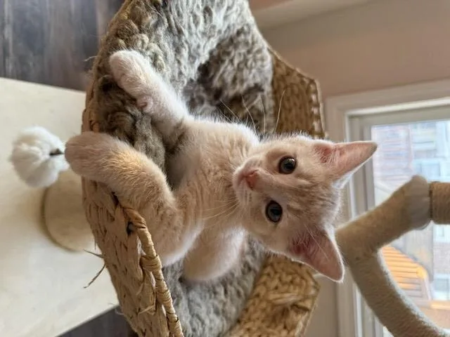 A baby small-sized female Domestic Short Hair cat named Chaos Potato for adoption in Clinton Township, MI