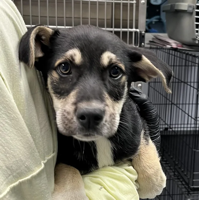 A baby large-sized male Black Shepherd dog named Valor for adoption in Maynardville, TN
