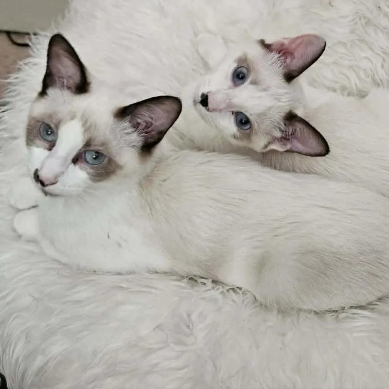 A baby small-sized male Siamese cat named Silver for adoption in Agoura Hills, CA