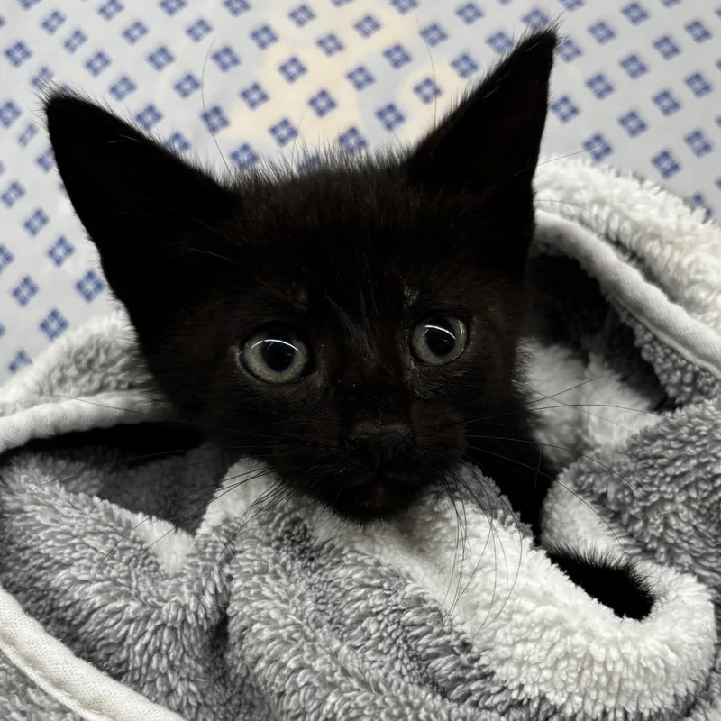 A baby small-sized female Black Domestic Short Hair cat named Honey for adoption in West Palm Beach, FL