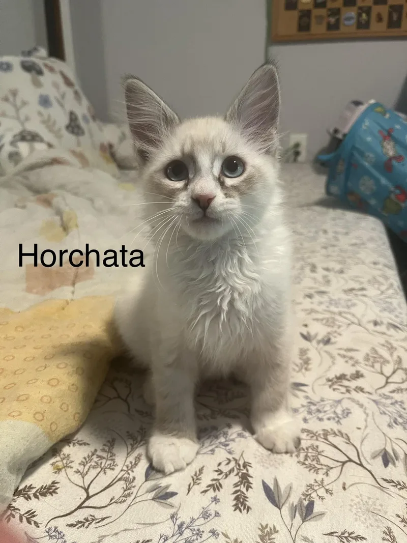 Horchata thumbnail 2