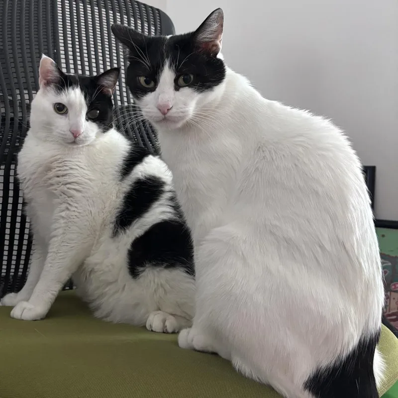 A senior small-sized male White Domestic Short Hair cat named Sandwich for adoption in Los Angeles, CA