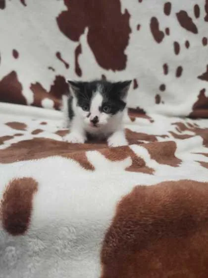 An adult small-sized male Domestic Short Hair cat named Chip for adoption in Spruce Pine, NC