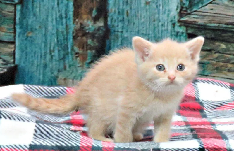 A baby medium-sized male Tabby (Buff / Tan / Fawn) Domestic Short Hair cat named Sunflower for adoption in Lexington, VA