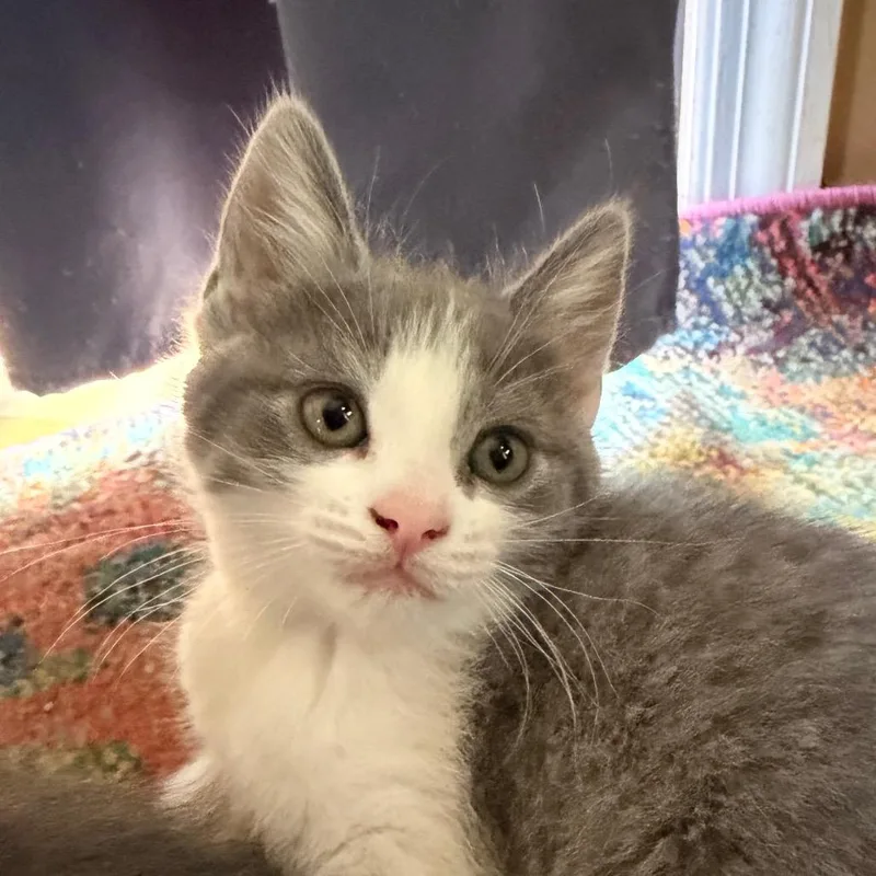 A baby small-sized female Gray / Blue / Silver Domestic Short Hair cat named Parker Allen  Ca for adoption in Tallahassee, FL