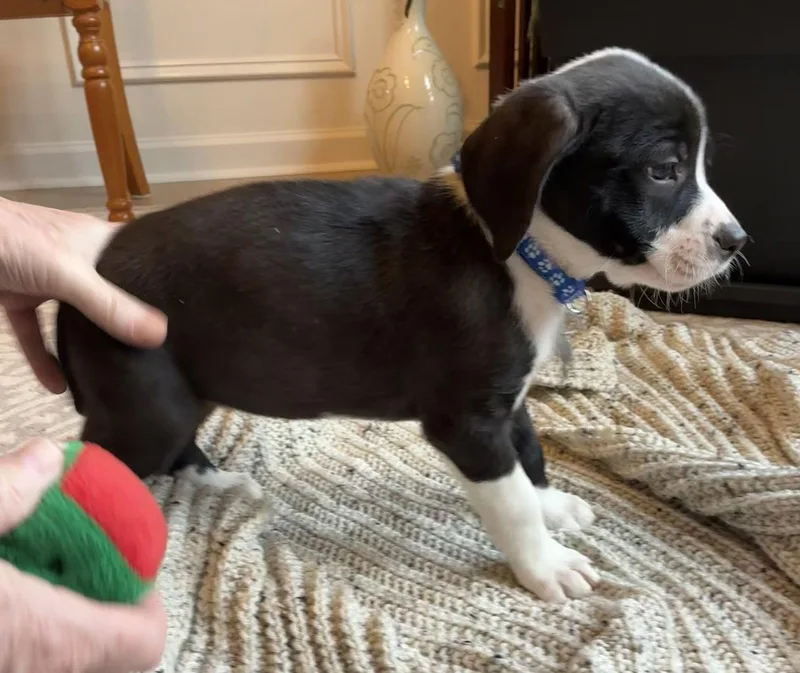 Savannah thumbnail 2