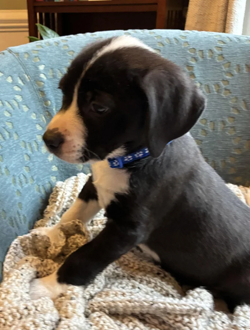 Savannah thumbnail 3