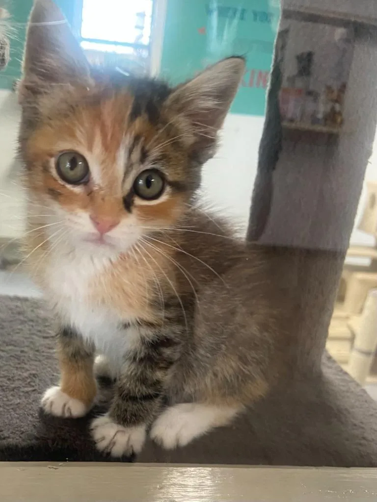 A young small-sized female Domestic Short Hair cat named Poppy for adoption in Batesville, AR