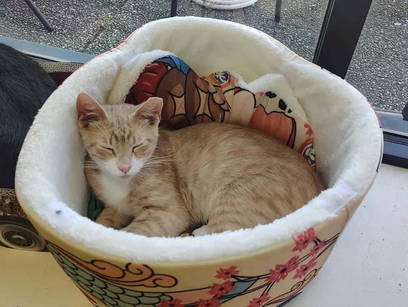 A baby medium-sized male Domestic Short Hair cat named Grover for adoption in Dutton, VA