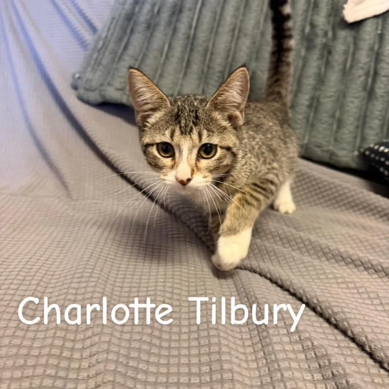 A baby small-sized female Brown / Chocolate Domestic Short Hair cat named Charlotte Tilbury for adoption in Buffalo, MN