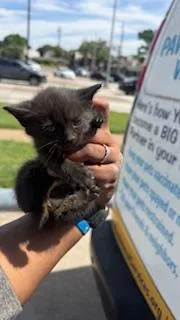 A baby medium-sized male Domestic Short Hair cat named Dusty for adoption in Dallas, TX
