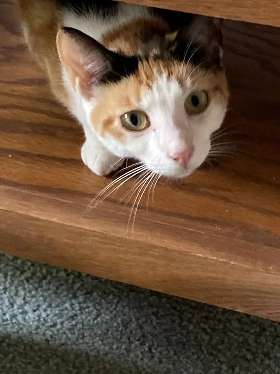 A young medium-sized female Calico cat named Lucy for adoption in Gaithersburg, MD