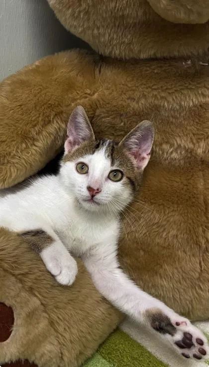 A baby medium-sized male Domestic Short Hair cat named Finn for adoption in Picayune, MS